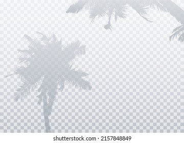 Palm tree shadows isolated on transparent background.  Two silhouettes of coconut palms tree. Vector Realistic background with transparent gradient. EPS10. 