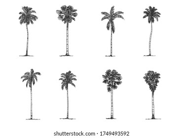 Palm Tree Side view, set of graphics elements , Sketch tree Drawing shapes isolated on white background