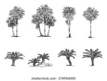 Palm Tree Side view, set of graphics elements , Sketch tree Drawing shapes isolated on white background