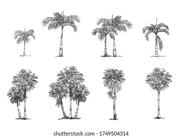 Palm Tree Side view, set of graphics elements , Sketch tree Drawing shapes isolated on white background