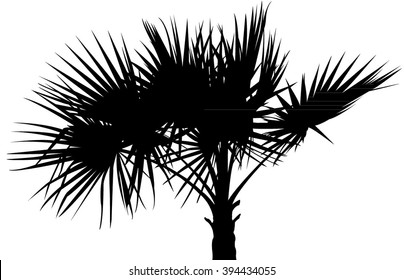 Palm Tree Silhouette