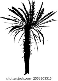 Palm tree silhouette isolated on transparent background. Vector illustration.