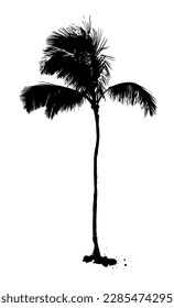 Palm tree silhouette object. Vector illustration