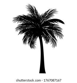 Palm tree silhouette on a white background. vector illustration