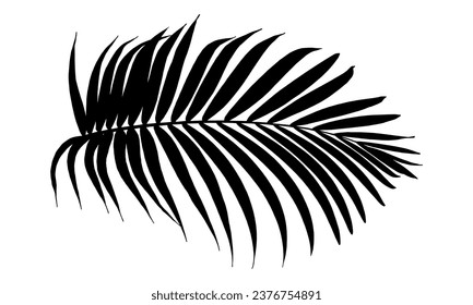 Palm tree silhouette on a white background. 