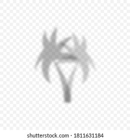 Palm tree silhouette. Shadow Palm tree, isolated on transparent background. Transparent background. Vector illustration