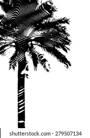 Palm tree silhouette in vector