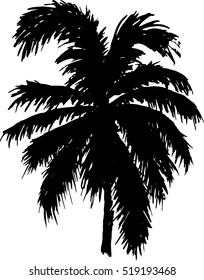Palm tree silhouette. Vector
