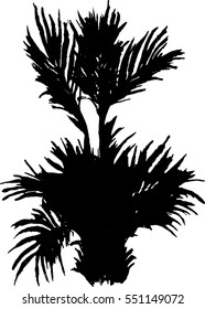 Palm tree silhouette. Vector