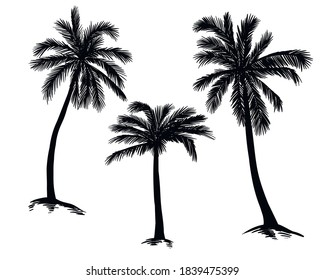 Palm tree silhouette. Vector black palms on a white background.