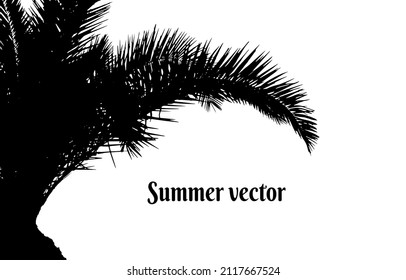 Palm tree silhouette, vector EPS 10. Palm leaves isolate on white background, summer vacatoin theme.