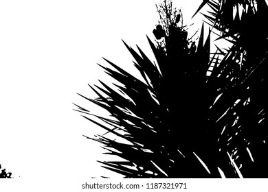 Palm tree silhouette vector illustration.