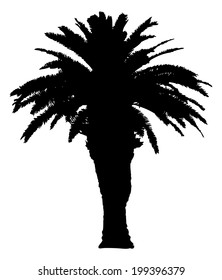 Palm tree silhouette vector illustration.