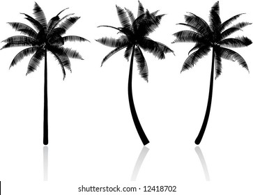 Palm tree silhouettes