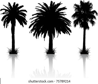 Palm tree silhouettes