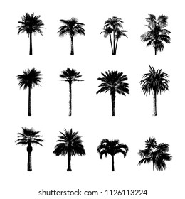 Palm tree silhouettes collection. Isolated on white, vector