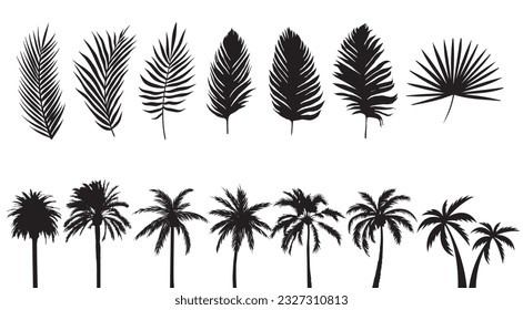 Colección de siluetas de palmeras. Hojas de palmas aisladas. Gráficos vectoriales de los árboles. Plantas tropicales y exóticas. Formas naturales y de dibujos animados. Ilustraciones negras sobre fondo blanco. 