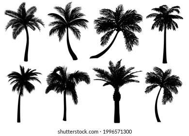 Palm tree silhouettes set isolated on white background.  Black tropical icons collection of coconut tree. Different shapes of highly detailed realistic outline drawings. Vector illustration EPS10