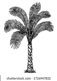 1,417 Palm trees etching Images, Stock Photos & Vectors | Shutterstock