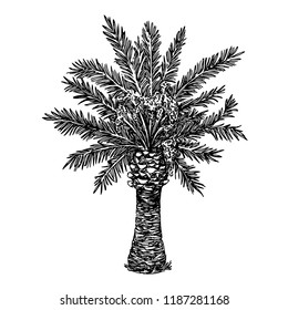 Palm tree. Sketch. Engraving style. Vector illustration.