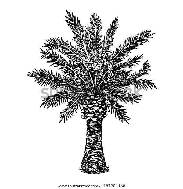 Palm Tree Sketch Engraving Style Vector Stock Vector (Royalty Free ...