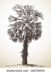 Palmenskizze. Einzeln. Handgezeichnete Illustration