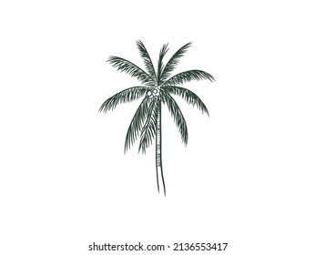 palm tree sketch rough, hand drawing vector
