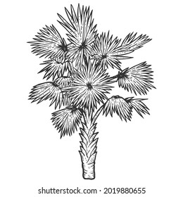 Palm tree. Sketch scratch board imitation coloring.