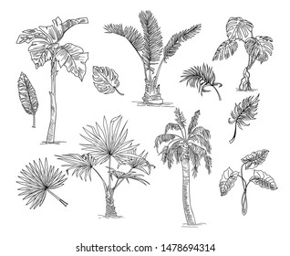 Palm tree sketch set. Tropical plants, bush, leaves. Plant concept. Hand drawn vector illustrations for topics like beach, Hawaii, summer, island