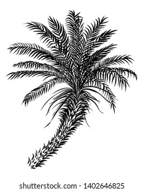 Palm tree sketch silhouette. Vector black lined illustration.