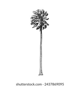  Palm tree sketch vector design blowing in the wind
