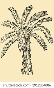 Esbozo de palmeras. Vector, palmera. Árbol exótico de mano libre, simple ilustración, objeto aislado.