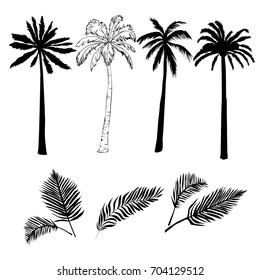 palm tree, sketch, vector, illustration