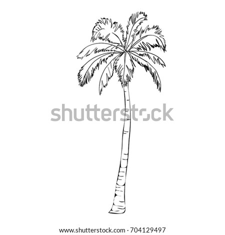 Palm Tree Sketch Vector Illustration Stock Vector (Royalty Free