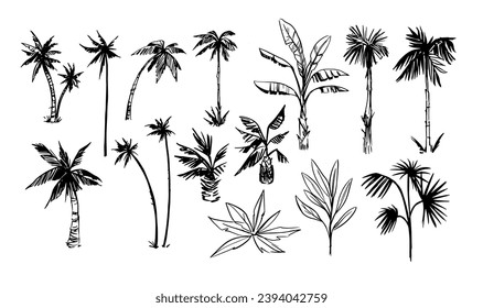 Palm tree sketches set. Tropical plants. Hand drawn illustrations converted to vector.