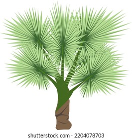 palm tree with spiky leaves