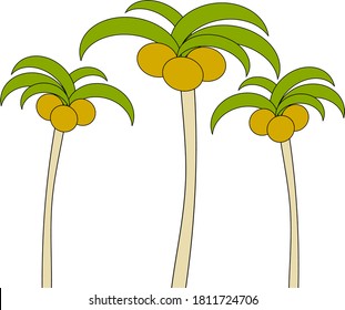 Palm tree with three fruits
