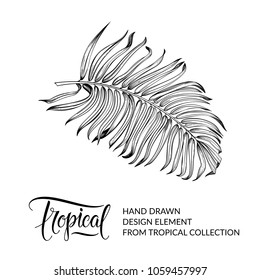 Palm tree and tropical leaf isolated. Exotic floral design element, foliage. Summer graphic. Jungle nature. Vector illustration. EPS 10.