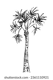 Palm tree, tropical plant. Nature and vegetation. Simple vector ink sketch.