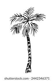 Palm tree, tropical plant. Nature and vegetation. Simple vector black outline drawing, ink sketch.