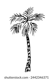 Palmera, planta tropical. Naturaleza y vegetación. Dibujo simple del contorno negro del vector, boceto de la tinta.