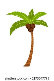 Palm Tree Tropical Plant. Vector illustration