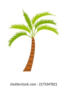 Palm Tree Tropical Plant. Vector illustration