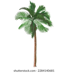 Palm tree. Tropical rainforest leaves, foliage. Coconut Palm.  Vintage Vector Watercolor realistic illustration