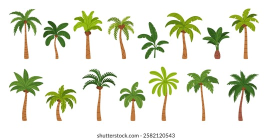 Palm tree. Tropical trees. Hawaii resort nature tree with exotic leaves, coconut, banana, trunk and fruits. Jungle summer plants on paradise, island, resort. Vector set.