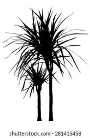 Palm tree - two palms tree - dreaceana plant - black silhouette - vector