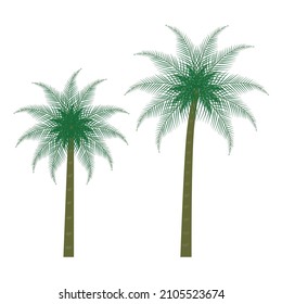 Palm tree vector icon. Palm trees illustration