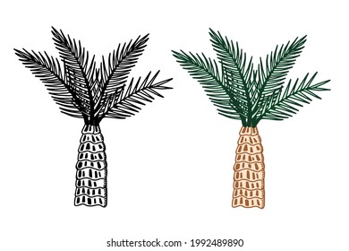 Palm tree vector icon in two versions - black outline and colored green leaves. Illustration of a tropical tree growing on the beach. Design for logo, banner, poster, web.