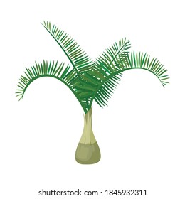 Palm tree vector icon.Cartoon vector icon isolated on white background palm tree.