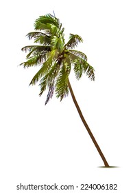 Palm tree. Vector illustration